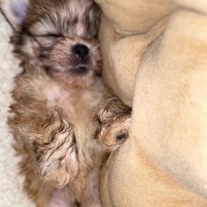 Meet your Posher, Tony